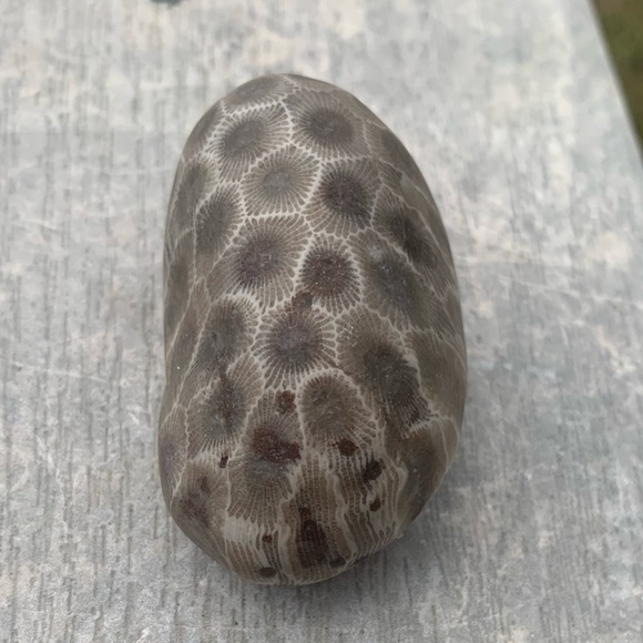 Petoskey stone - Picture 3 of 10
